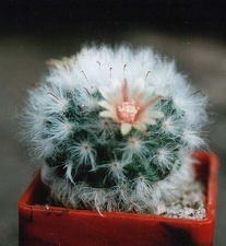 Mammillaria bocasana v. multilanata