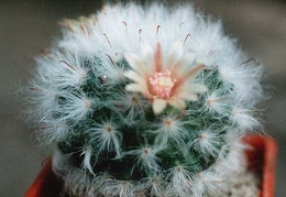 Mammillaria bocasana v. multilanata