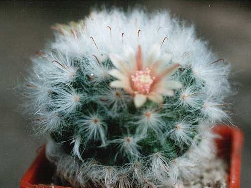 Mammillaria bocasana v. multilanata