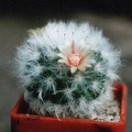 Mammillaria bocasana v. multilanata