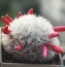 Mammillaria bocasana v. multilanata