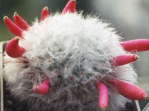 Mammillaria bocasana v. multilanata