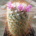 mammillaria bombycina Goncharyuk FG