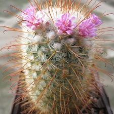 mammillaria bombycina Goncharyuk FG