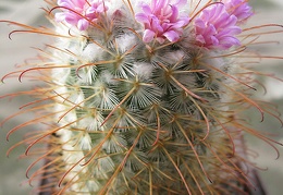 mammillaria bombycina Goncharyuk FG