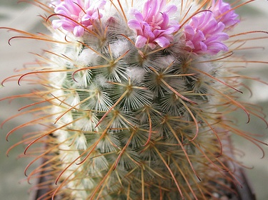 mammillaria bombycina Goncharyuk FG