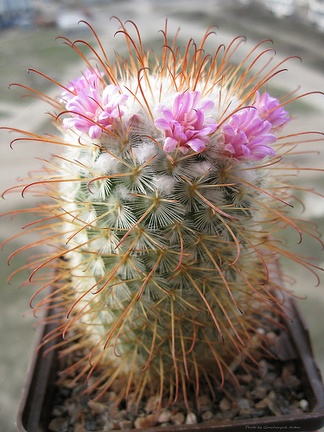 mammillaria bombycina Goncharyuk FG