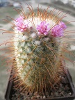 mammillaria bombycina Goncharyuk FG