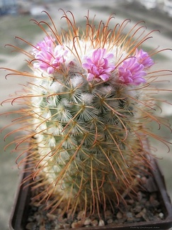 mammillaria bombycina Goncharyuk FG