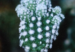 Mammillaria gracilis cv. 'Arizona's Snow Cap' 