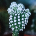 Mammillaria gracilis cv. 'Arizona's Snow Cap' 