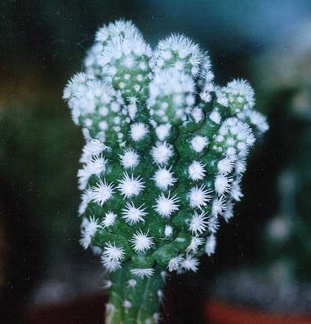 Mammillaria gracilis cv. 'Arizona's Snow Cap' 