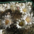mammillaria heyderi Ann FG