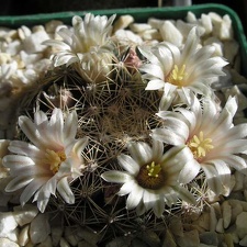 mammillaria heyderi Ann FG