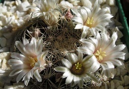 mammillaria heyderi Ann FG