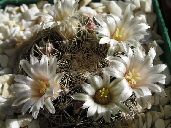 mammillaria heyderi Ann FG