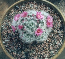 Mammillaria laui v. dasyacantha