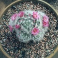 Mammillaria laui v. dasyacantha