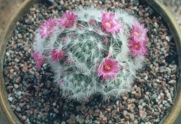 Mammillaria laui v. dasyacantha