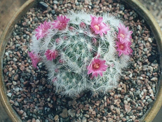 Mammillaria laui v. dasyacantha