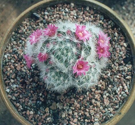 Mammillaria laui v. dasyacantha
