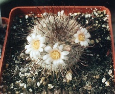 Mammillaria moelleriana