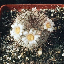 Mammillaria moelleriana