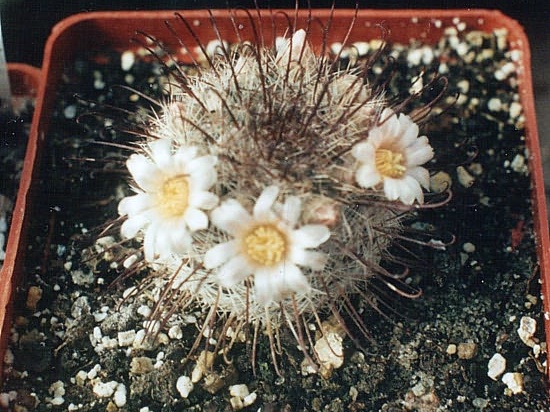 Mammillaria moelleriana