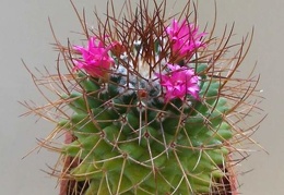 mammillaria rhodantha Lira FG