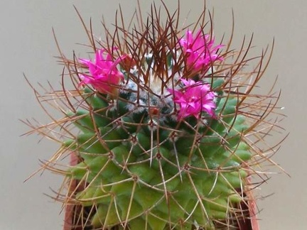 mammillaria rhodantha Lira FG