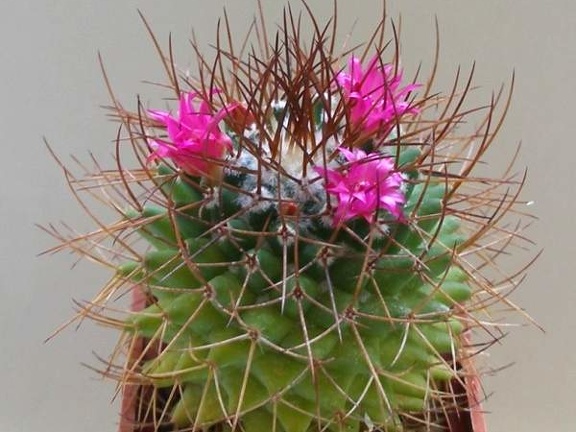 mammillaria rhodantha Lira FG