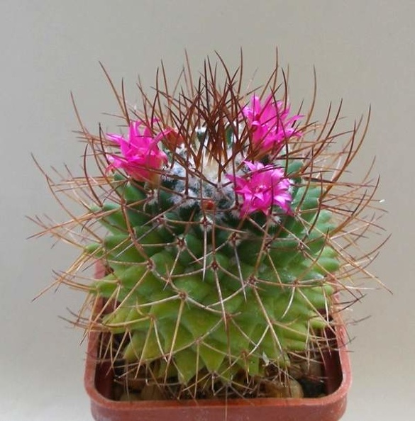 mammillaria_rhodantha_Lira_FG.jpg