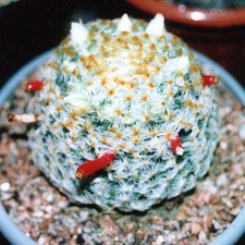 Mammillaria schiedeana