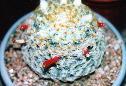 Mammillaria schiedeana