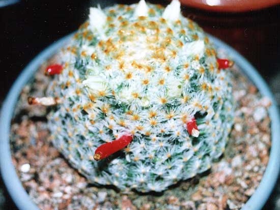 Mammillaria schiedeana