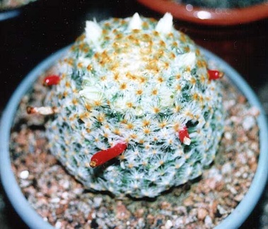 Mammillaria schiedeana