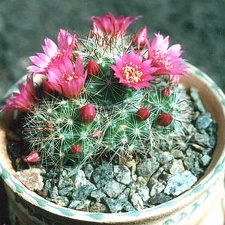 Mammillaria zeilmanniana
