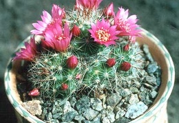 Mammillaria zeilmanniana