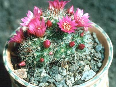 Mammillaria zeilmanniana