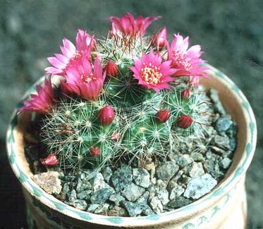 Mammillaria zeilmanniana