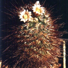 Mammillaria moelleriana