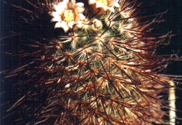 Mammillaria moelleriana