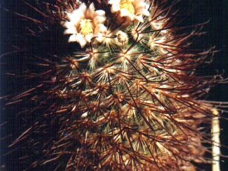 Mammillaria moelleriana