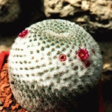 Mammillaria tlalocii
