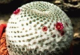 Mammillaria tlalocii