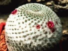 Mammillaria tlalocii