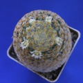 Mammillaria schiedeana