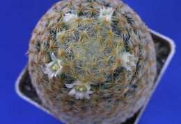 Mammillaria schiedeana