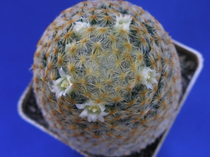 Mammillaria schiedeana