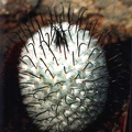 Mammillaria perezdelarosae